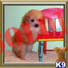 Pretty T-Cup Poodle 1- Lb-9-ozs Priced from $449-Plus-Call 305-290-9061